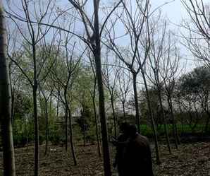 上海栾树苗多少钱一棵，市场上栾树多少钱一棵