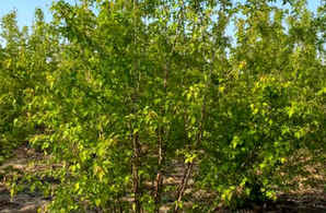 丛生茶条槭种植前景，河南丛生独本茶条槭
