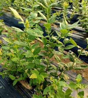 蓝莓移植后怎么处理，蓝莓小苗移植时间