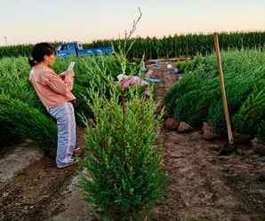 刺柏种植全过程，红皮刺柏下山桩的种植方法