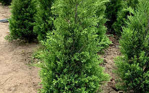 刺柏根怎么种植，刺柏种植距离