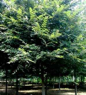 榉树病虫防治药，榉树病虫害防治方法