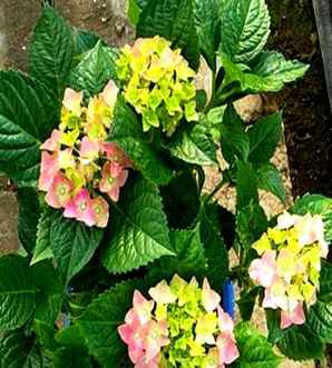 绣球能做干花吗，干花永生花绣球