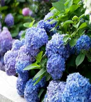 绣球能做干花吗，干花永生花绣球