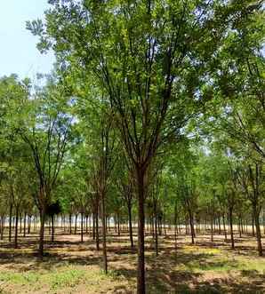 国槐树苗适合北方种植吗，国槐树小苗苗种植方法