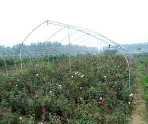 藤本月季种植方法和注意事项视频，藤本月季种植方法和注意事项