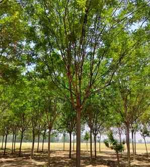国槐树苗适合北方种植吗，国槐树小苗苗种植方法
