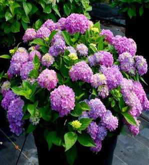 绣球能做干花吗，干花永生花绣球