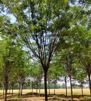 国槐树苗适合北方种植吗，国槐树小苗苗种植方法