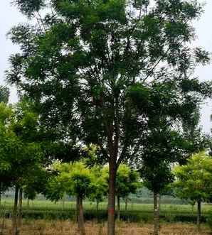 国槐树什么时候种植最好，国槐树什么时候种植最好呢
