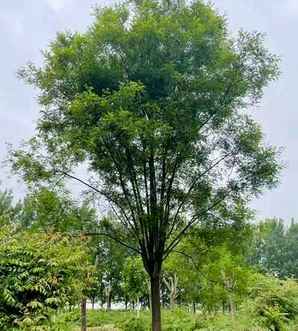 国槐树什么时候种植最好，国槐树什么时候种植最好呢
