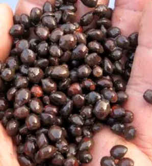 红豆杉种子价格，红豆杉种子沙藏