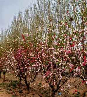 福建菊花碧桃价格，菊花碧桃价格