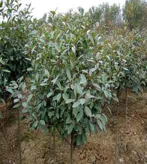 红头石楠属于商品林吗，红叶石楠盆栽种植方法