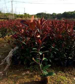 红头石楠属于商品林吗，红叶石楠盆栽种植方法