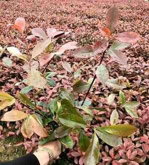 红头石楠属于商品林吗，红叶石楠盆栽种植方法
