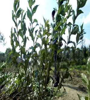 潍坊红王子锦带苗种植基地，红王子锦带家里可以种植吗