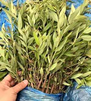 红王子锦带苗一年能长多大，北京红王子锦带苗种植基地