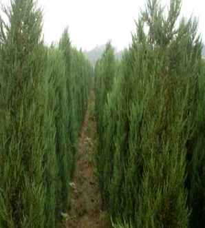 如何区分侧柏圆柏杜松刺柏，刺柏怎么区分