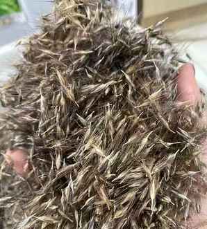 狼尾草种子多少天能发芽，狼尾草种子要泡多久才可以种