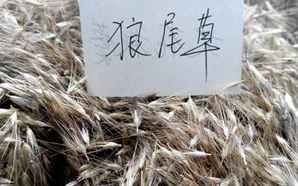 狼尾草种子多少天能发芽，狼尾草种子要泡多久才可以种