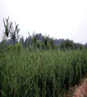 刺柏的花期和果期，刺柏生长期是什么时候