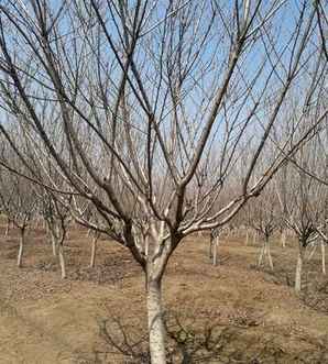日本晚樱种植方法，日本晚樱种植方法
