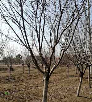 日本晚樱种植方法，日本晚樱种植方法