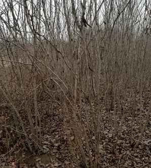 日本晚樱的管理及培育方法，日本晚樱种植方法
