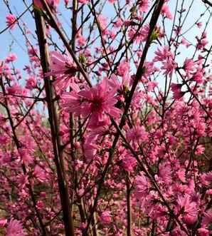 菊花碧桃产地哪里最好，碧桃产地价格