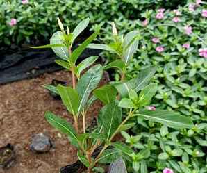 夏季长春花茎腐病怎么处理，长春花苗期茎腐病