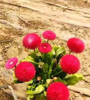 野生雏菊种子种植方法，雏菊盆栽种子种植方法