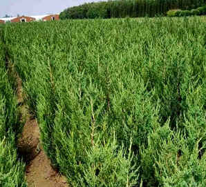 网购刺柏小苗怎么栽活，鍒烘煆灏忚嫍鎷垮集閫犲瀷鏂规硶