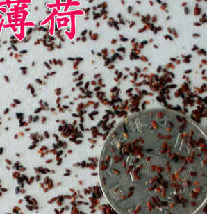 薄荷种子出芽，薄荷种子出芽后护理