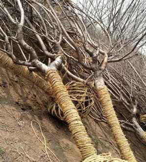 鏃ユ湰鏃╂ū鍜屾櫄妯辩殑浠锋牸，日本早樱和日本晚樱的区分