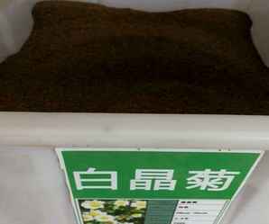 白晶菊的种子需要泡吗，白晶菊的种子