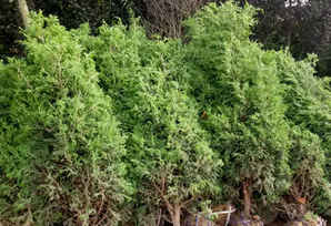 刺柏的养殖方法和注意事项，刺柏种植注意事项