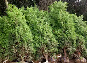 刺柏种植方法和注意事项，刺柏种植方法