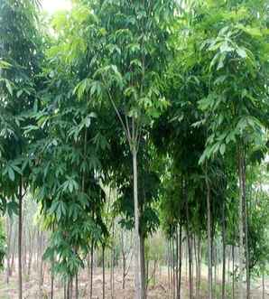 红花七叶树哪里有卖，天津红花七叶树基地