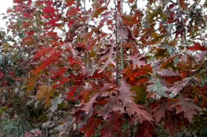 欧洲红栎价格，北美红栎最新价格