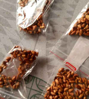 玫瑰种子栽培方法，玫瑰种子栽培方法