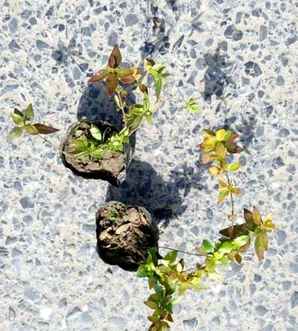大花六道木小苗批发，大花六道木小苗