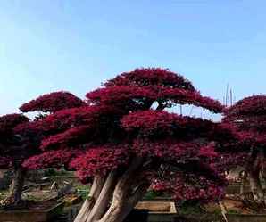红花继木盆景能在室内养护吗，红花继木微小型盆景图片