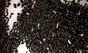 黄杨种子价格多少，温州黄杨种子价格