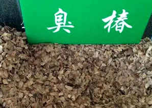 臭椿种子价格表，臭椿种子价格
