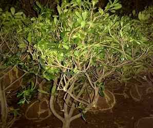 七里香的繁殖方法，七里香植物如何繁殖