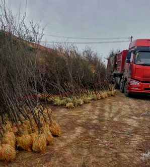 柽柳树怎么养护和浇水，柽柳天天浇水养护怎么会枯枝