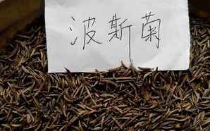 波斯菊种子介绍