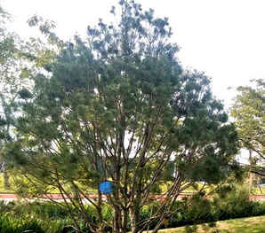 白皮松种植间距，白皮松种植间距