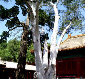 白皮松属于乔木还是灌木？，油松白皮松是乔木类